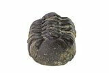 Wide, Partially Enrolled Austerops Trilobite - Morocco #156989-1